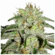 White Lightning Cannabis Seeds