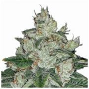 Chronic Bud Cannabis Seeds
