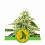 Fat Banana Automatic - Feminised - Royal Queen Seeds - 5 pack