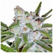 Auto Lemon Haze Feminized Cannabis Seeds