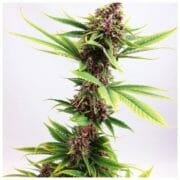 Blue Amnesia Cannabis Seeds