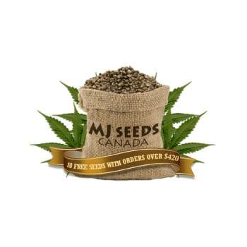 MJ Seeds Canada Coupons Logo