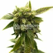 Chemdawg #4 Feminized Cannabis Seeds