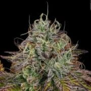Apricot Candy - Feminised - Paradise Seeds 10 pack