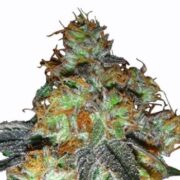 Fruity Pebbles Feminized Cannabis Seeds msnl