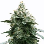 Bruce Banner Autoflower Seeds msnl