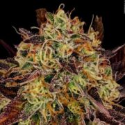 Tangerine Sorbet at Paradise Seeds