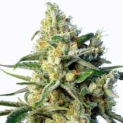 Amnesia Haze Cannabis Seeds at Royal King Seeds