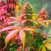 Blue Haze Auto-Flowering Feminized Cannabis Seeds at Growers Choice Seeds