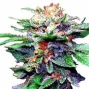 CBD Blueberry Medical Feminized Cannabis Seeds at Growers Choice Seeds