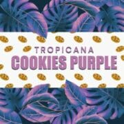 Tropicana Cookies Purple Feminized at Seed Supreme