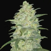 White Widow Auto - 5-pack - Feminised - Fast Buds Seeds