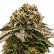 MK Ultra Feminized Cannabis Seeds MSNL