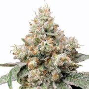 Alien OG Feminized Seeds MSNL