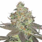 Apple Fritter Feminized Cannabis Seeds msnl