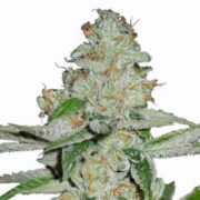 Auto Amnesia Feminized Cannabis Seeds MSNL