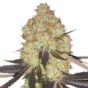 Biscotti Feminized Cannabis Seeds msnl