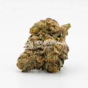 Blackberry Autoflower Cannabis Seeds at HCC