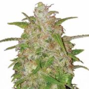 Bruce Banner Regular Cannabis Seeds msnl