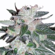 Bubblegum Auto Feminized Cannabis Seeds msnl