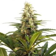 Cherry Kush Feminized Cannabis Seeds at GCS