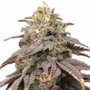 Forbidden Fruit Feminized Cannabis Seeds MSNL