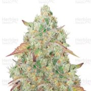 Grandmommy Purple Fem at Herbies Seeds