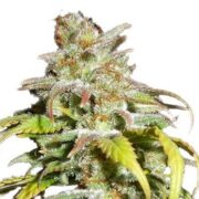 Harlequin CBD Medical Feminized Cannabis Seeds GCS