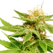 Jack Herer Feminized Cannabis Seeds GCS