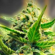 Kandy Kush Auto-Flowering Feminized Cannabis Seeds GCS