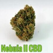 ASC Nebula II CBD - Feminised - Paradise Seeds 10 pack