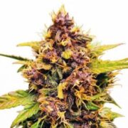 Purple Lemonade Autoflower Cannabis Seeds msnl