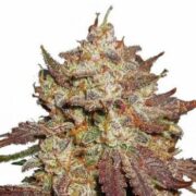 Purple Thai Feminized Cannabis Seeds msnl