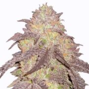Runtz Autoflower Cannabis Seeds msnl