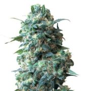 Sour Kush Auto-Flowering Feminized Cannabis Seeds GCS