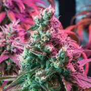 Suzy Q CBD Medical Feminized Cannabis Seeds GCS