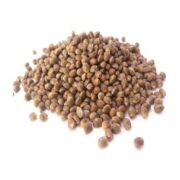 Bulk Commercial Regular Seeds – 100 Seeds coastal mary