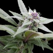 Royal Bluematic - Feminised - Royal Queen Seeds 3pack AMS