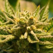 White Buffalo Auto-Flowering Fem gcs