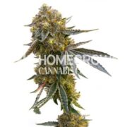 Cannatonic Feminized Cannabis Seeds hcc