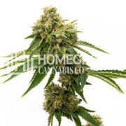 G13 Feminized Cannabis Seeds hcc