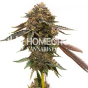 Mango Smoothie Feminized Cannabis Seeds hcc