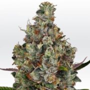 Rainbow Road - Feminised - Paradise Seeds 10 pack asc