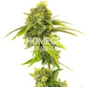 Somango Reg & Feminized Cannabis Seeds hcc