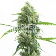 Lowryder Autoflower Cannabis Seeds hcc