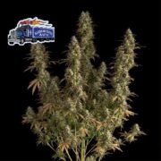 Alaskan Diesel Auto Feminised Seeds seedsman