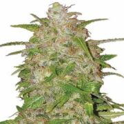 Bruce Banner Regular msnl