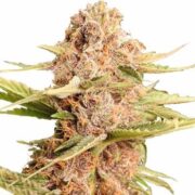 Girl Scout Cookies Extreme Feminized ilgm