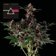 Pink Kush CBD 30:1 Auto Feminised Seeds seedsman