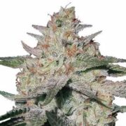 Northern Lights Regular Seeds msnl